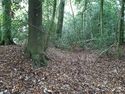 Thumbnail of Photo 115632 undergrowth removed 2