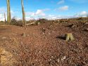 Thumbnail of Photo 122522 final tree removals