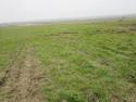 Thumbnail of General shot of the field of test pit 5 looking NW