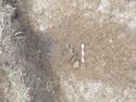 Thumbnail of Evaluation Area 2, Trench 7, pottery within fill (708) of linear[707], 0.25M scale, view from SW