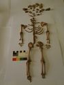 Thumbnail of Neonate skeleton SK3131