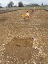 Thumbnail of Working shot - PXA Report Plate 5