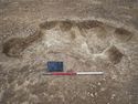 Thumbnail of View to N, [96][99][103][107][110][112][115] full excavation 1x1m scale