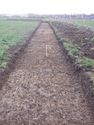 Thumbnail of South-east facing shot of north trench (1m and 2m scales)
