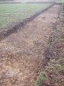 Thumbnail of South facing shot of north-east trench (1m and 2m scales)