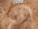 Thumbnail of Post-excavation shot of the skull of burial 1, SK029 (0.2m scale)