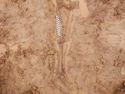Thumbnail of Post-excavation shot of the lower body of burial 1, SK029 (0.2m scale)