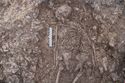 Thumbnail of Post-excavation shot of the upper body of burial 2, SK033 (0.2m scale)