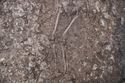 Thumbnail of Post-excavation shot of the lower body of burial 2, SK033