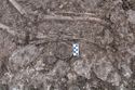 Thumbnail of Shot of in situ pottery (small find 004) with burial 2, SK033 (0.05m scale)
