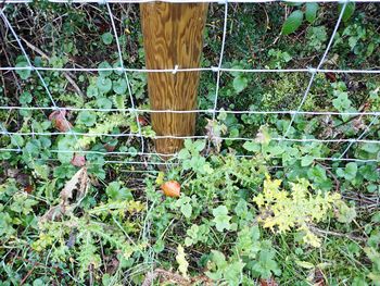Example of completed fence post and its relationship to the soil horizon Copyright HS2 Ltd. 