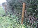 Thumbnail of P7231822 fence posts overview