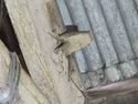 Thumbnail of Tusk tenon