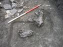Thumbnail of Horse skull in occupation layers 3509 looking NW