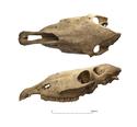 Thumbnail of Horse skull from occupation layer 3509