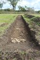 Thumbnail of Trench 35 looking E