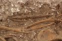 Thumbnail of Photo 002252 Close up of N facing detail shot of skeleton (605037) no board.