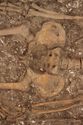 Thumbnail of Photo 002256 W facing detail shot of skeleton (605037) no board, no scale.