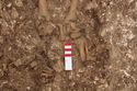Thumbnail of Photo 002257 W facing detail shot of skeleton (605037) no board.