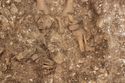 Thumbnail of Photo 002258 W facing detail shot of skeleton (605037) no board, no scale.
