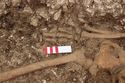 Thumbnail of Photo 002259 S facing detail shot of skeleton (605037) no board, no scale.