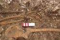 Thumbnail of Photo 002261 N facing detail shot of skeleton (605037) no board, no scale.