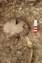 Thumbnail of Photo 004934 Detail of skull and small find (605223) no board.