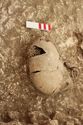 Thumbnail of Photo 004935 Detail of skull and small find (605223) no board.