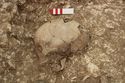 Thumbnail of Photo 004937 Detail of skull (605223) no board.