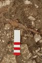 Thumbnail of Photo 005071 Detail of belt, small find 677, 676 and 673 (605198) no board.