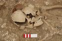 Thumbnail of Photo 005347 Skeleton 605230 skull