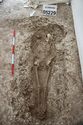 Thumbnail of Photo 005349 Skeleton 605230