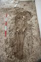 Thumbnail of Photo 005350 Skeleton 605230 no board