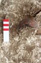 Thumbnail of Photo 005507 Skeleton 605313 SF678 view 2