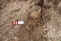 Thumbnail of Photo 005510 Skeleton 605313 skull