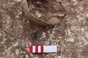 Thumbnail of Photo 005611 Skeleton 605315 skull