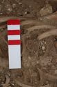 Thumbnail of Photo 006251 Skeleton 605240 and SF811