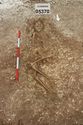 Thumbnail of Photo 006464 Skeleton 605347 overview
