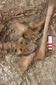 Thumbnail of Photo 006570 Skeleton 605282 pelvis