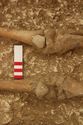Thumbnail of Photo 006923 Skeleton 605291 knees