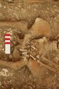 Thumbnail of Photo 006925 Skeleton 605291 pelvis and left hand