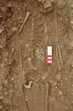 Thumbnail of Photo 007019 Skeleton 605267 torso