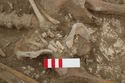 Thumbnail of Photo 007835 Skeleton 605350 left hand