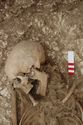 Thumbnail of Photo 007839 Skeleton 605350 skull