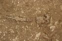 Thumbnail of Photo 008809 Skeleton 605386 SF1006 Iron Knife and SF1005 Buckle no scale