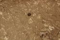 Thumbnail of Photo 008811 Skeleton 605386 SF1004 Bead no scale