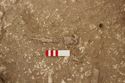 Thumbnail of Photo 008812 Skeleton 605386 SF1004 to SF1006 Bead, Buckle, Knife