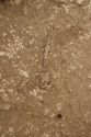 Thumbnail of Photo 008813 Skeleton 605386 SF1004 to SF1006 Bead, Buckle, Knife
