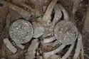 Thumbnail of Photo 009147 Skeleton 606038 SF1008, 1009 Copper Disc Brooches no scale