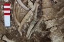 Thumbnail of Photo 009149 Skeleton 606038 SF1010 Copper Fitting
